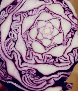 PERMACULTURE-BOSQUE-HUMANO-PERMACULTURA-COIN-MALAGA - texture-cabbage