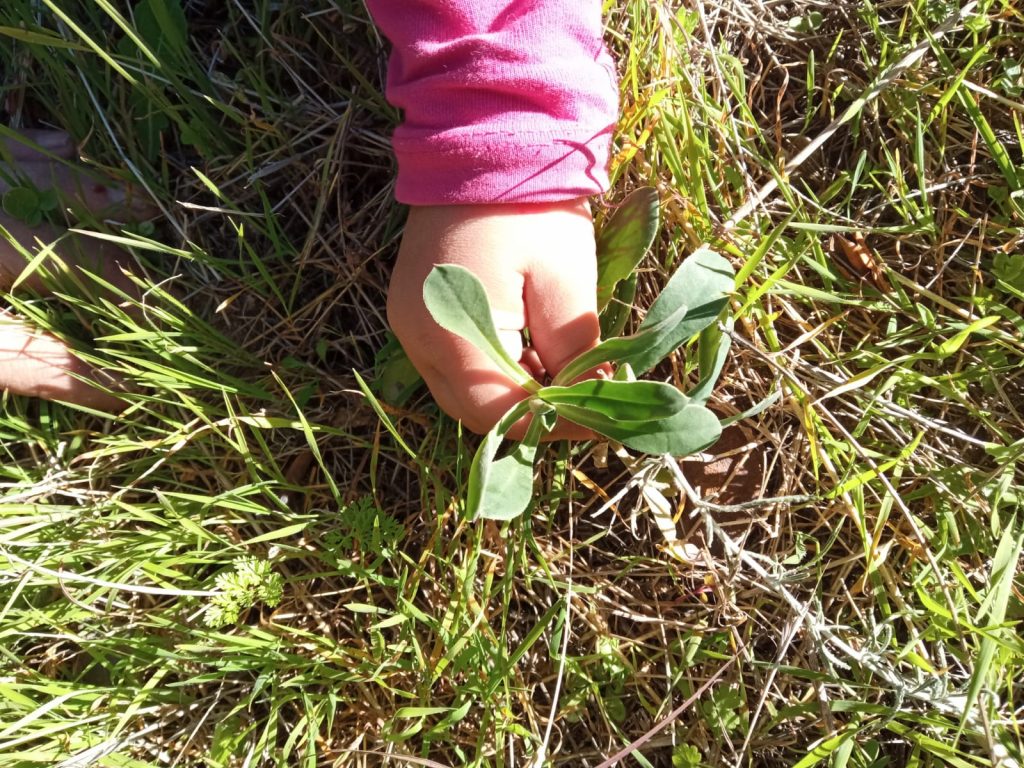 manos de niña pequeña recolectando una planta silvestre comestible collejas