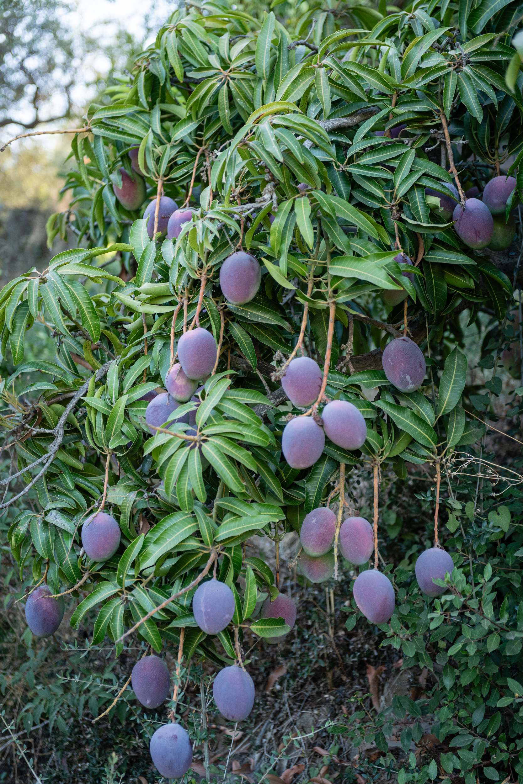 mangos-bosque-comestible-malaga-bosque-humano