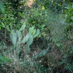 chumbera-entre-arbustos-plantas-silvestres-citricos